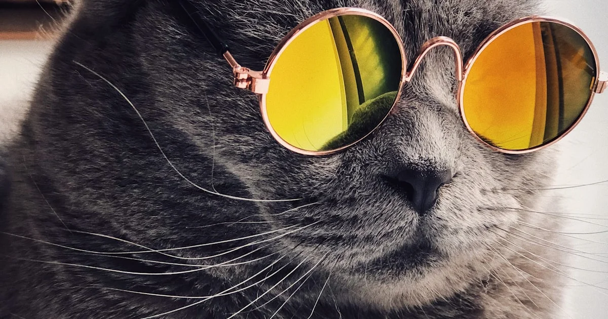 Kedinizin Tüyü Neden Dökülüyor? 7 Neden ve Çözüm