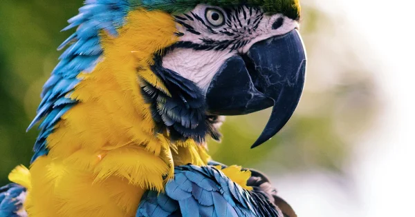 Kuş Bakımında Sık Yapılan 10 Hata