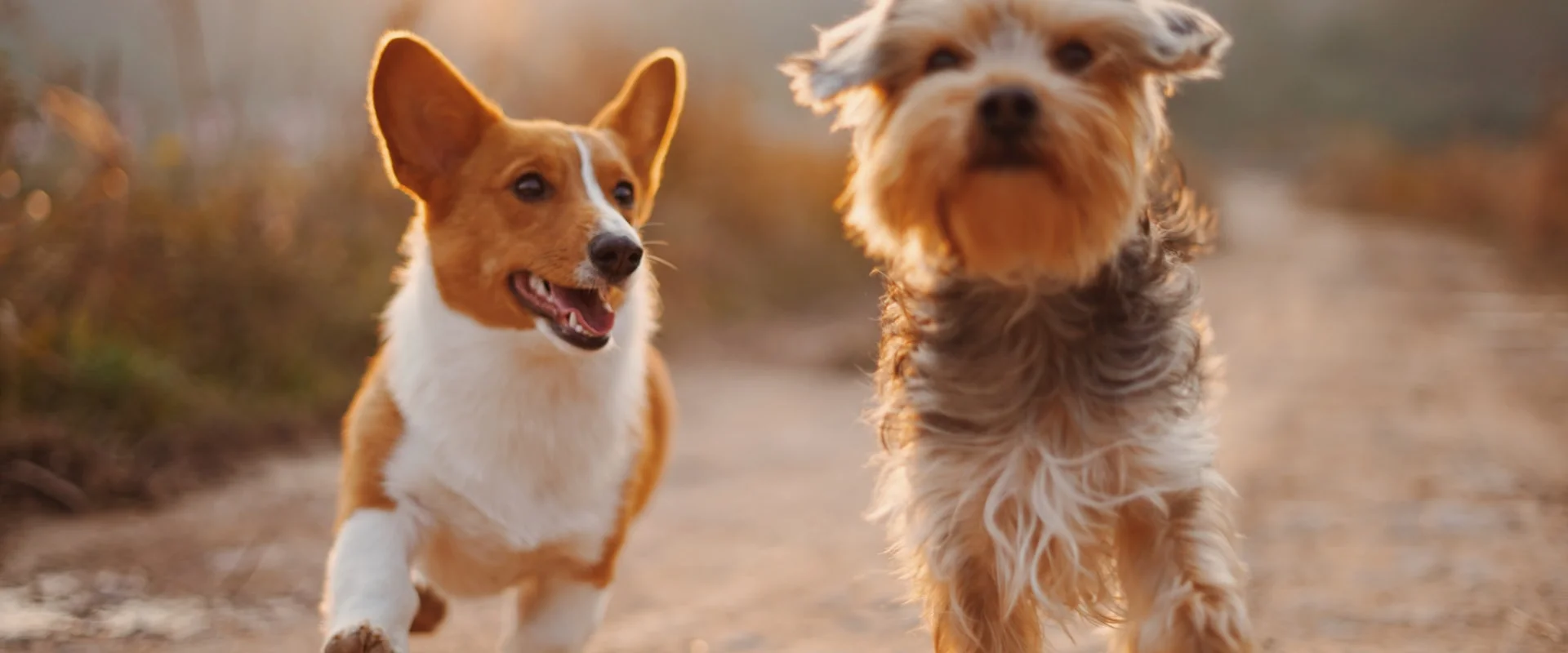 Dostlarınız İçin En İyisi