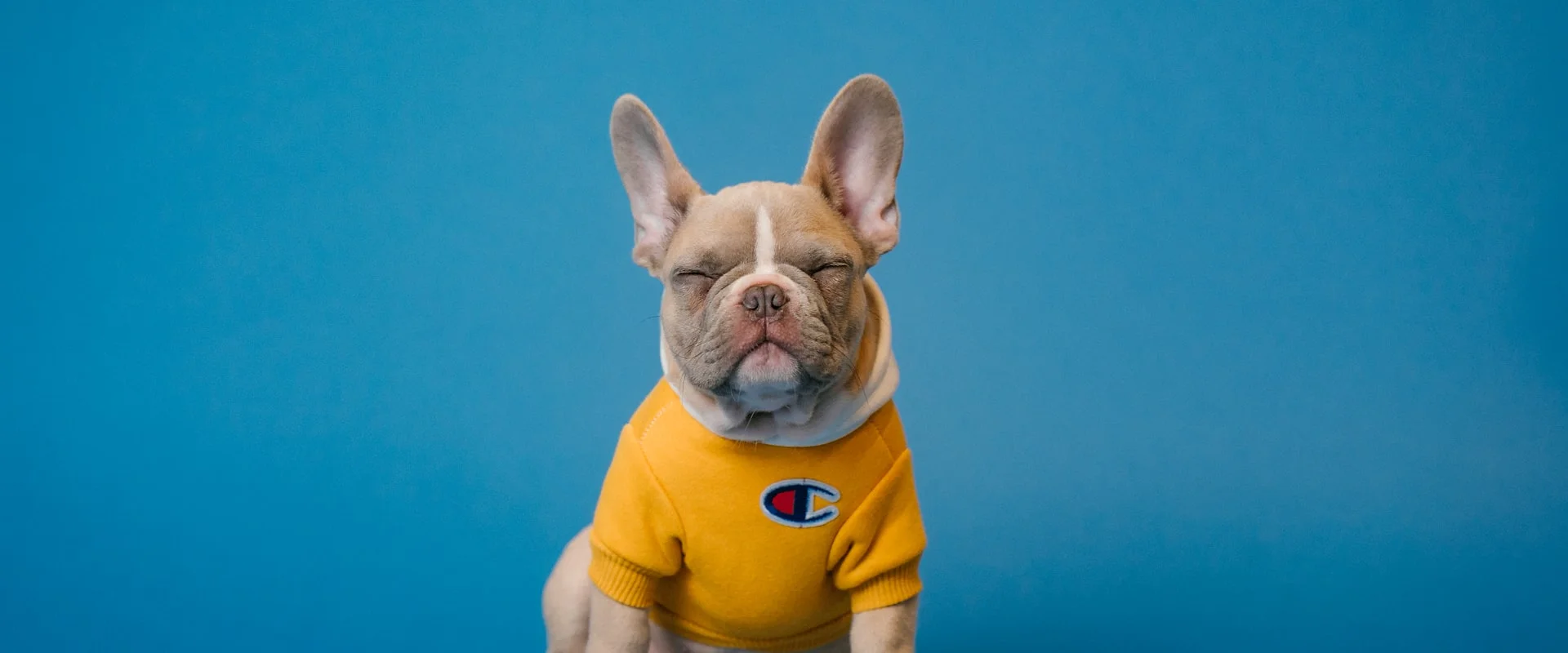 Profesyonel Pet Grooming